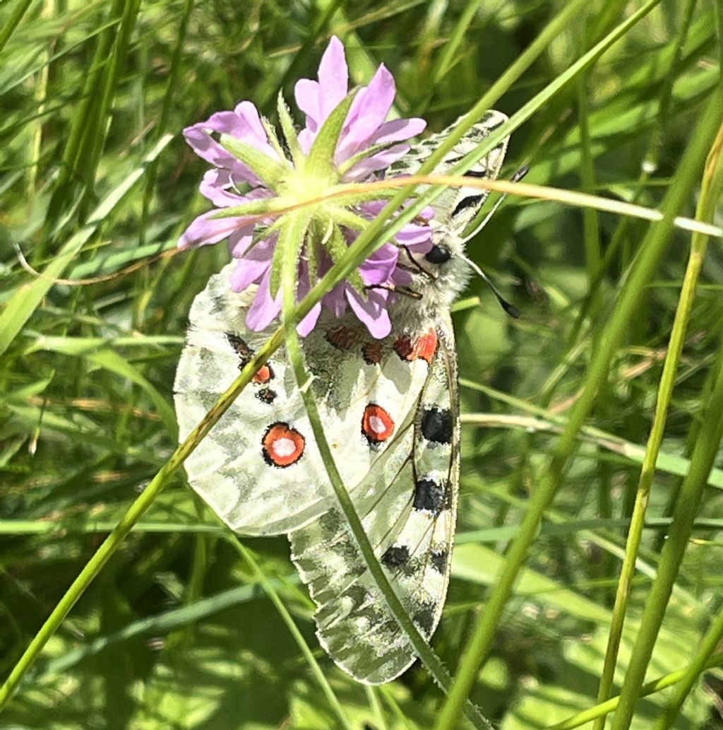 Parnassius apollo - Papilionidae